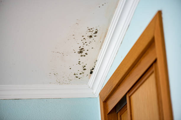 Best Crawl Space Mold Removal  in Lewisport, KY