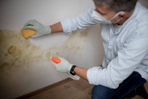 Best Attic Mold Removal  in Lewisport, KY