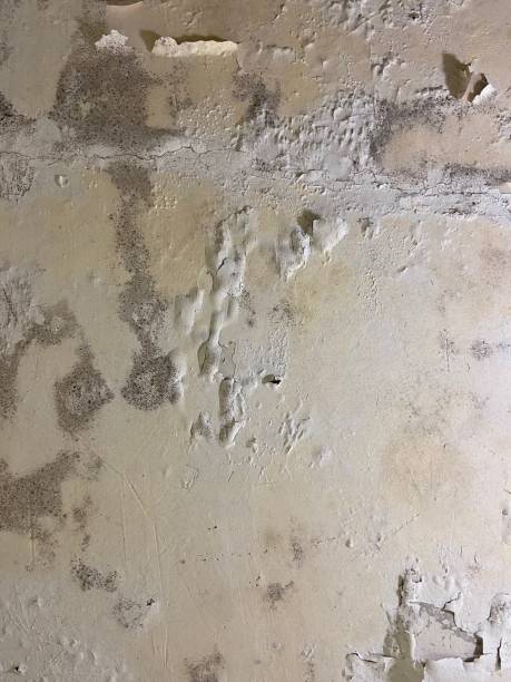 Best Office Mold Removal Services  in Lewisport, KY