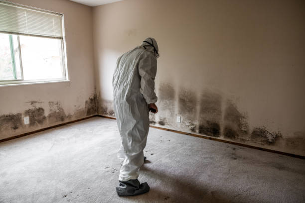 Best Certified Mold Removal  in Lewisport, KY