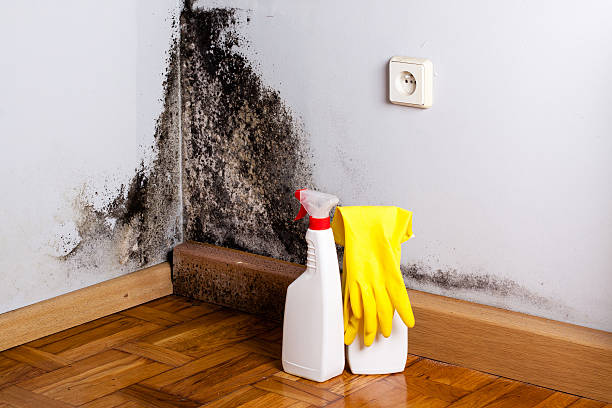Best Fast Mold Removal  in Lewisport, KY