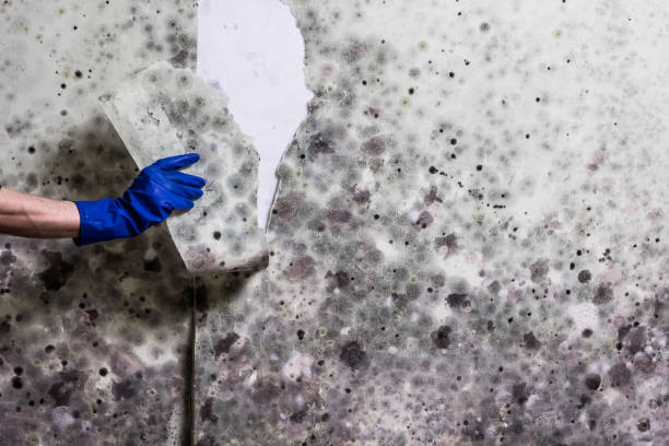 Mold Removal and Inspection in Lewisport, KY